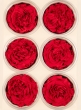 Preserved Red Garden Rose, Set of 6