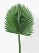 47in Ruffled Fan Palm Leaf