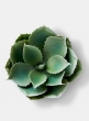 artificial aloe succulent plant