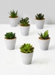 fake succulent plants in white pot store retail display