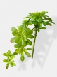 cascading atropurpureum articial succulent