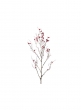 snow berry branch red berries HA133154-R1