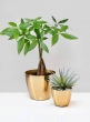 6 ½in Gold Elegance Cachepot, Set of 2